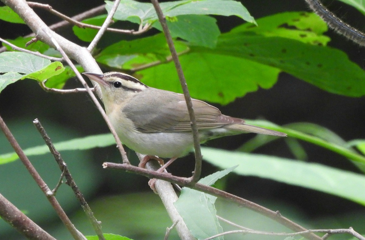 Worm-eating Warbler - ML581954421