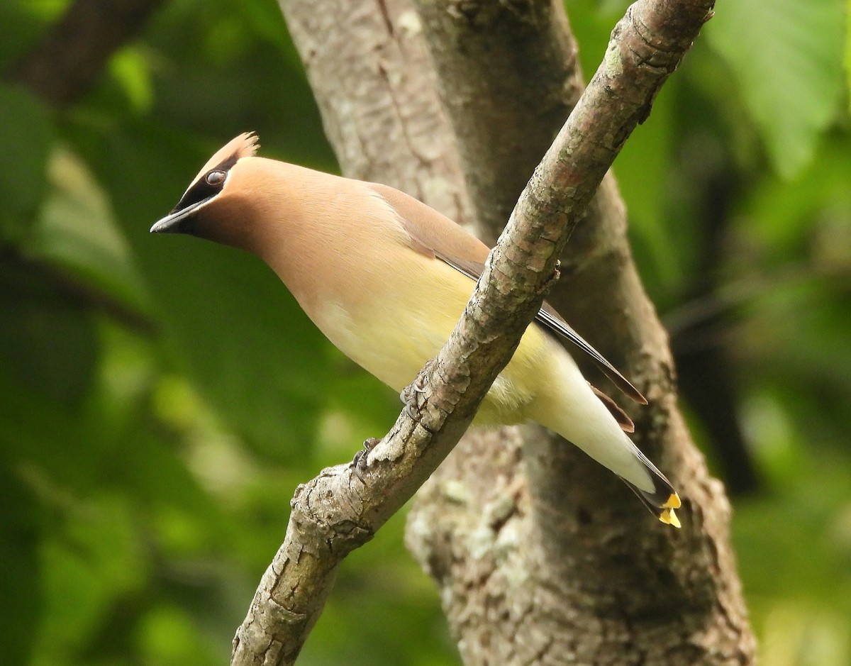 Cedar Waxwing - ML581954871