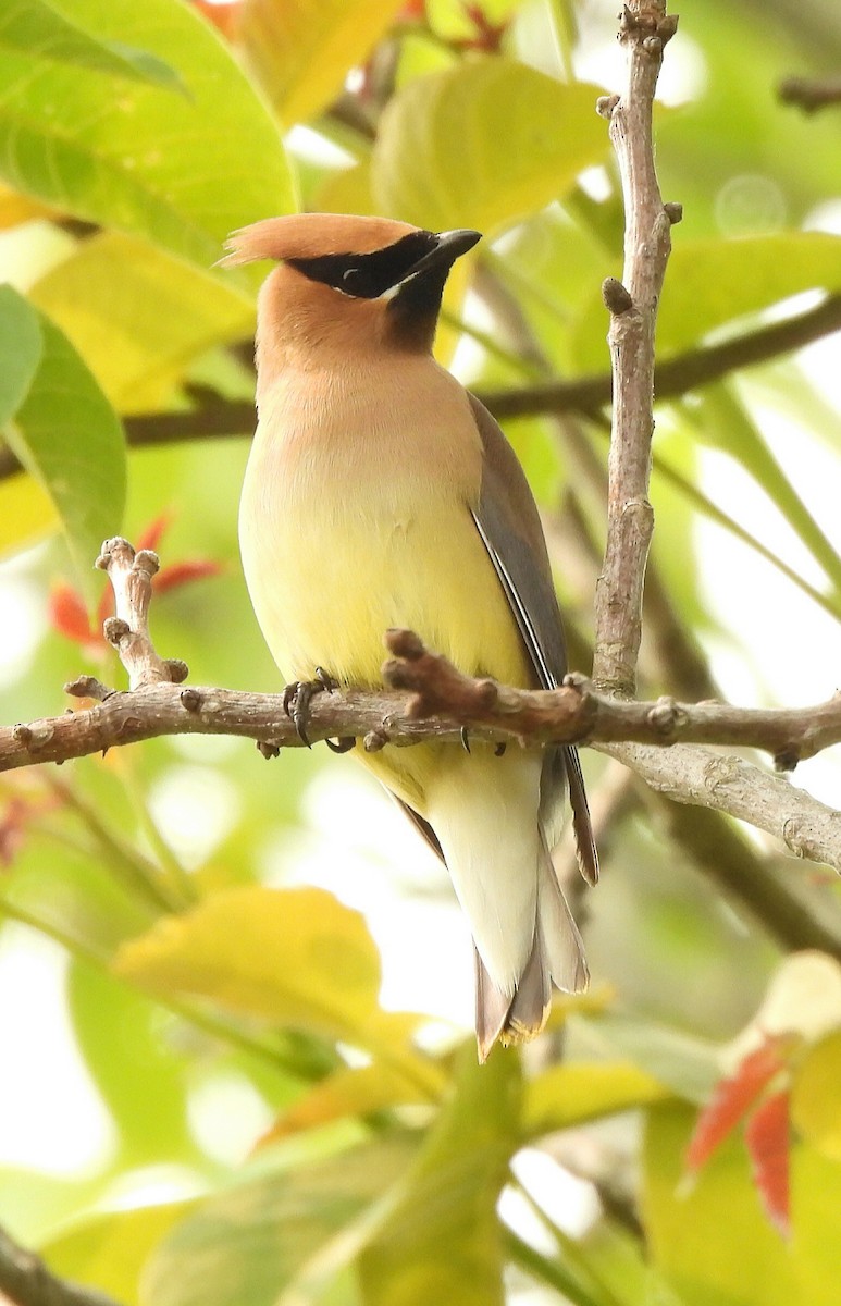 Cedar Waxwing - ML581954991