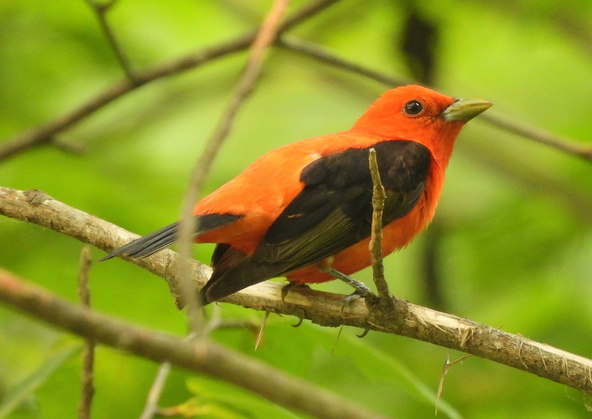 Scarlet Tanager - ML581955261