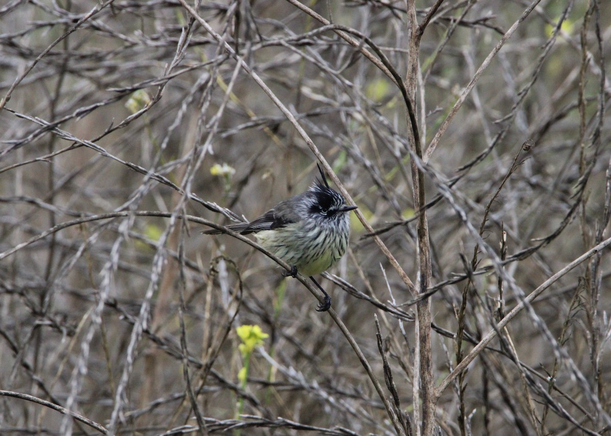 Tufted Tit-Tyrant - ML581955321