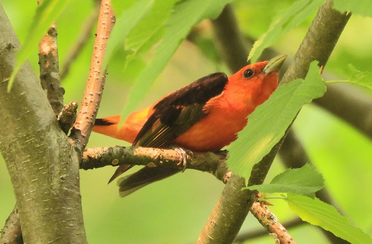 Scarlet Tanager - ML581955341