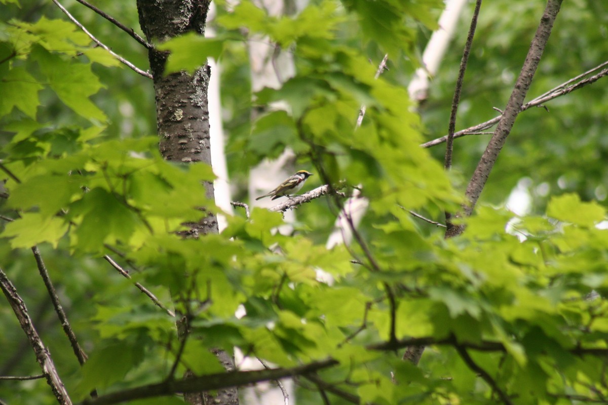 Chestnut-sided Warbler - ML581955381