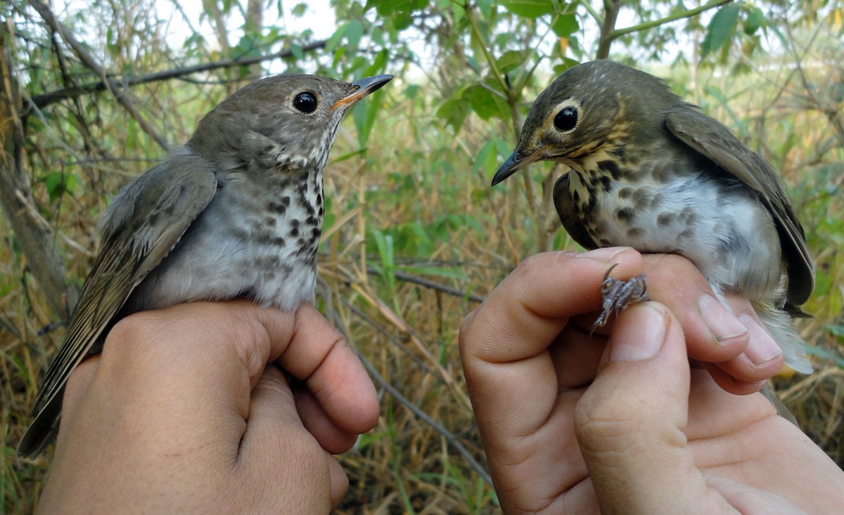 Gray-cheeked Thrush - Sergio Gómez Villaverde