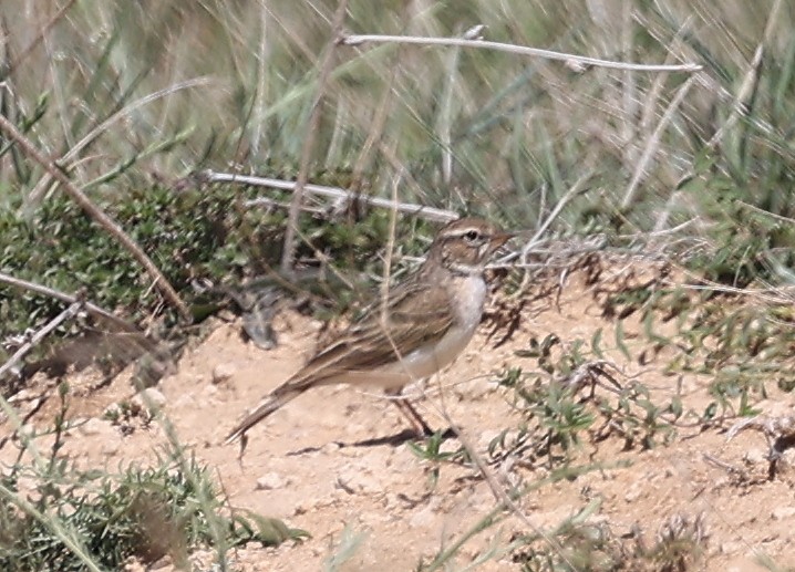 Hume's Lark - Steve Parrish