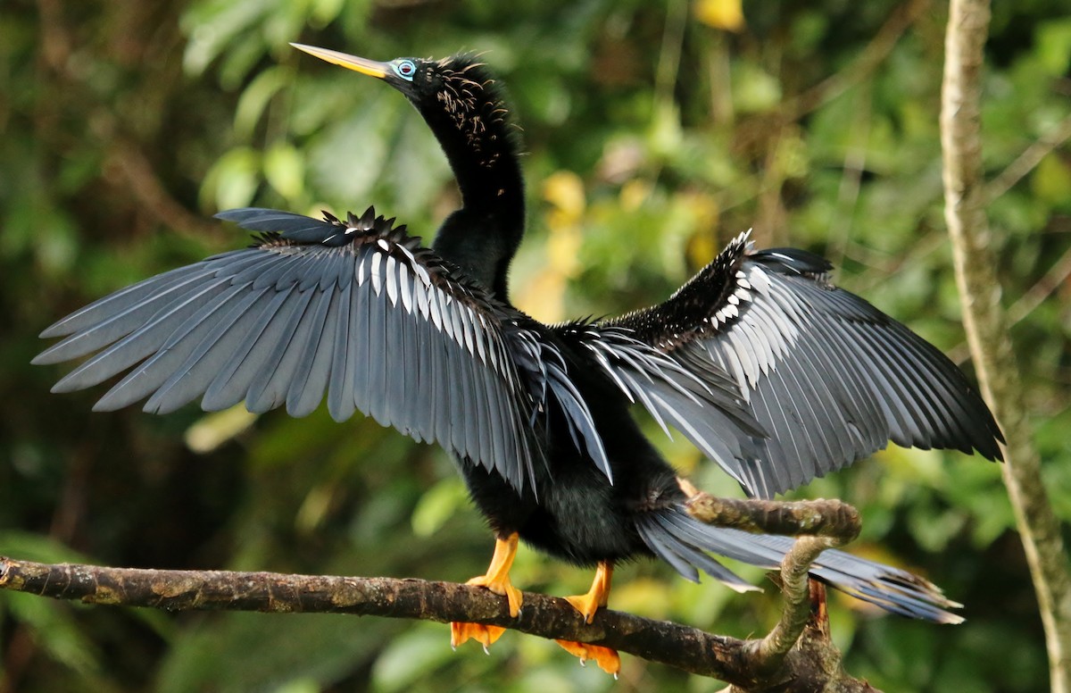 Anhinga - Christine Jacobs