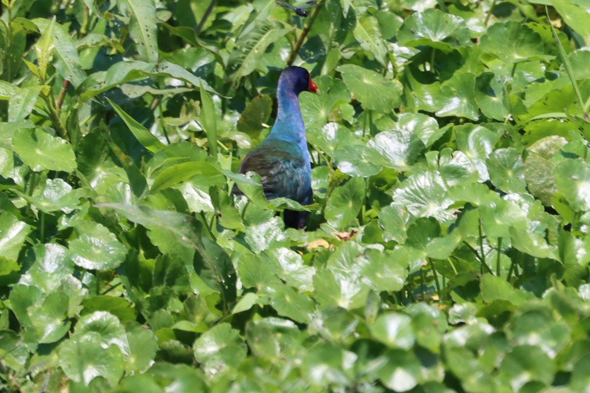 Purple Gallinule - ML581955971