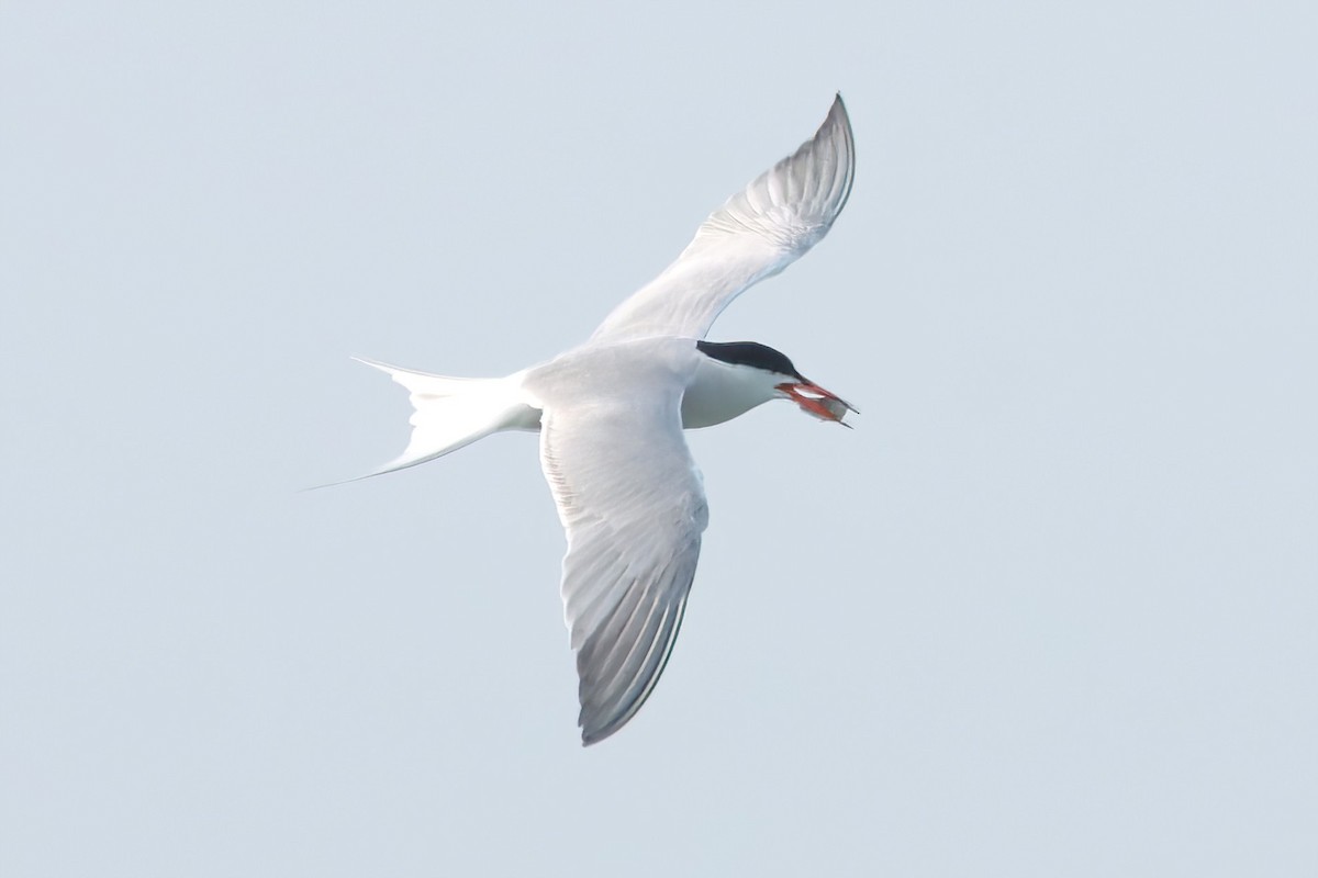 Common Tern - ML581956171