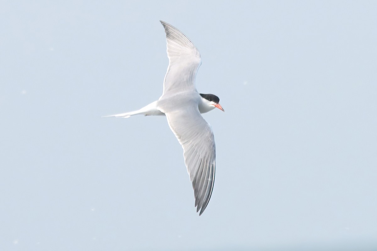 Common Tern - ML581956181