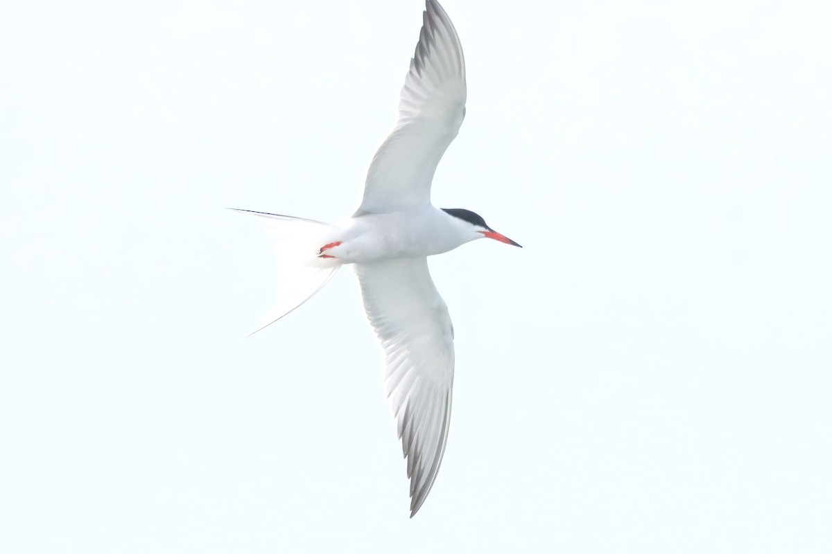 Common Tern - ML581956191