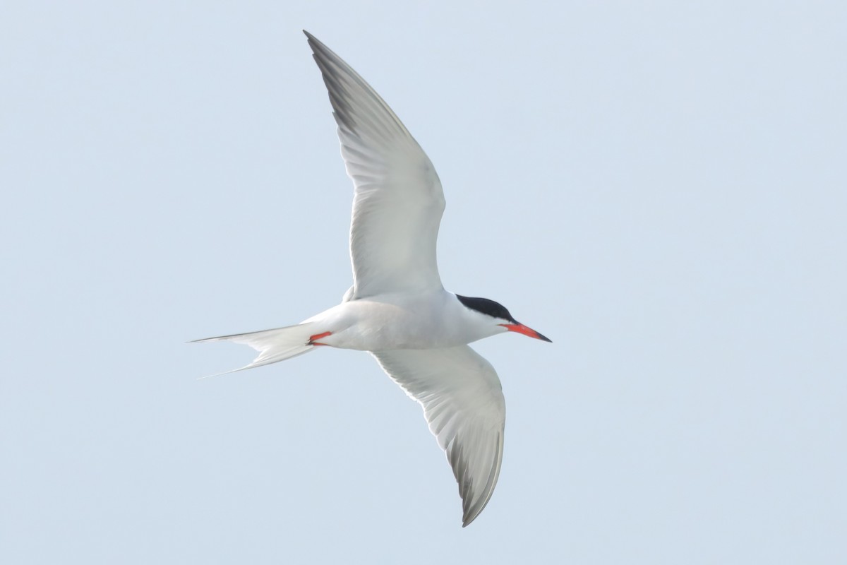 Common Tern - ML581956211