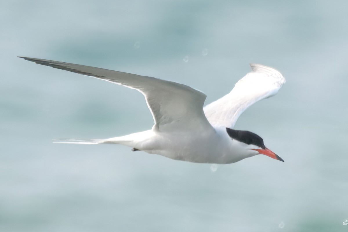 Common Tern - ML581956221