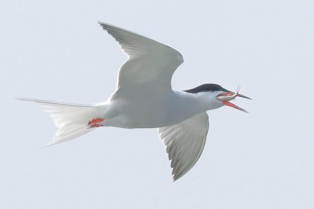 Common Tern - ML581956231