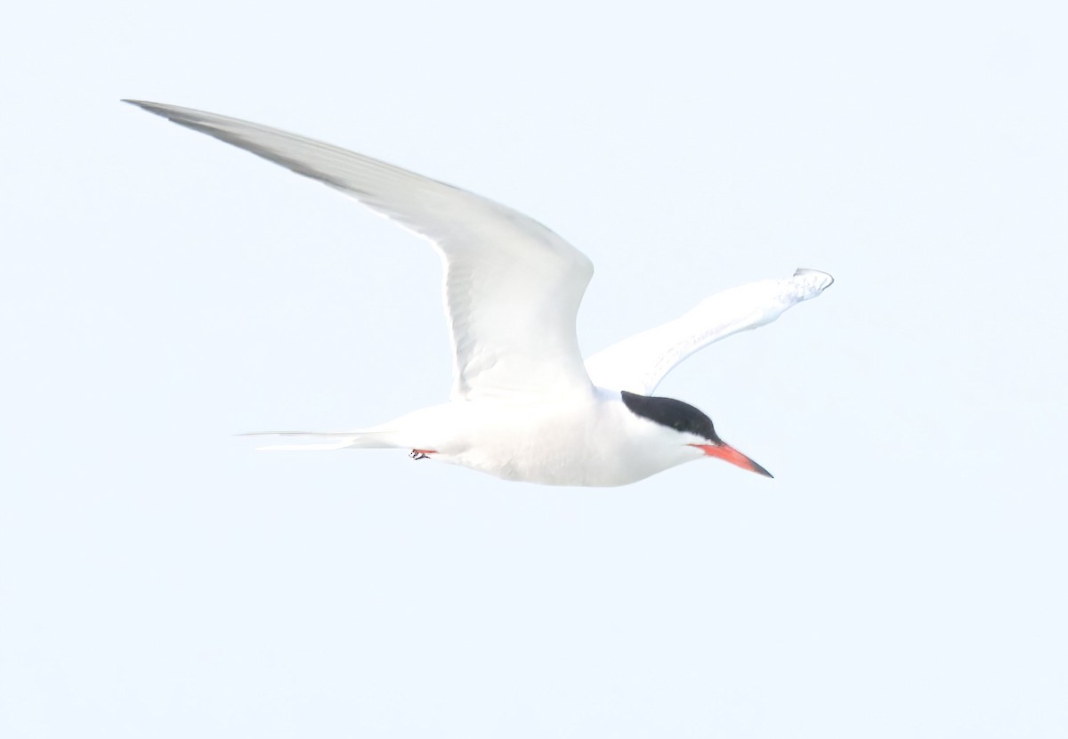 Common Tern - ML581956241