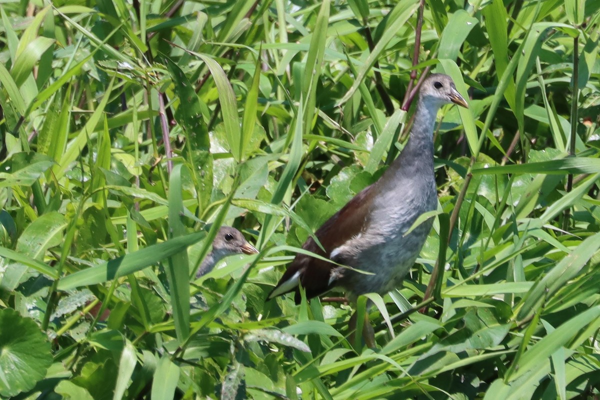 Purple Gallinule - ML581956381