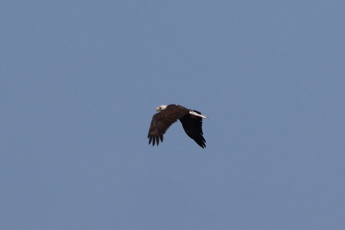 Bald Eagle - ML581956611