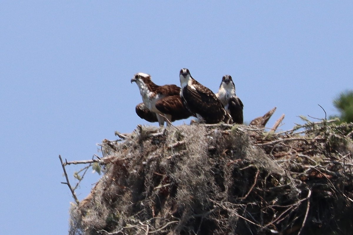 Osprey - ML581956711