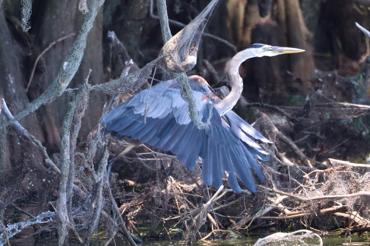 Great Blue Heron - ML581957241