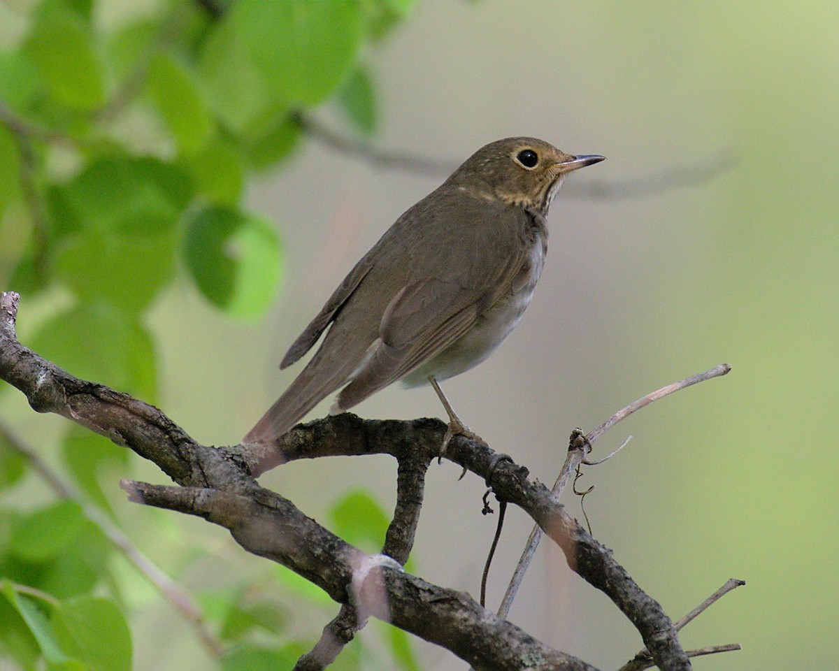 Swainson's Thrush - Sean Schendel