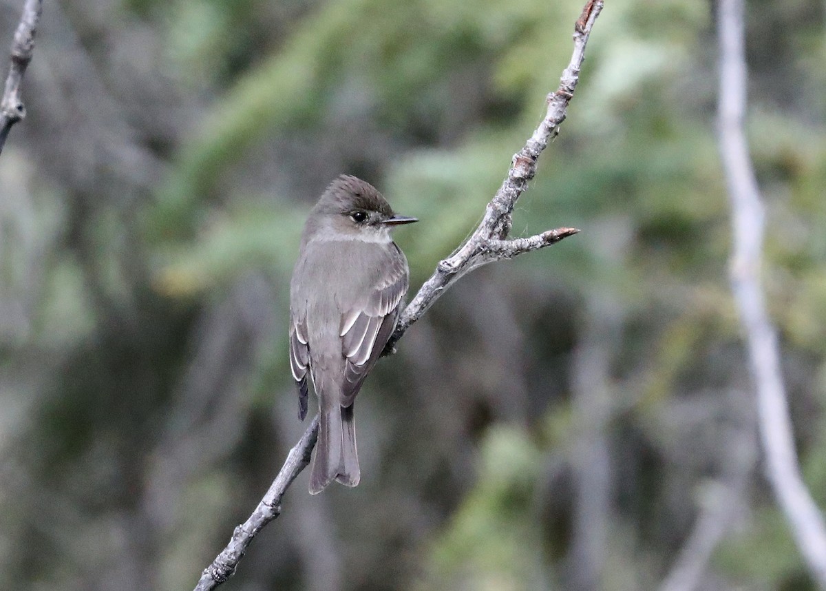 Western Wood-Pewee - ML581963711