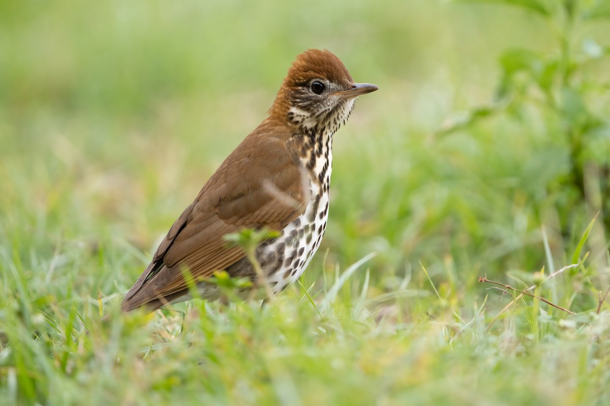 Wood Thrush - ML581963721