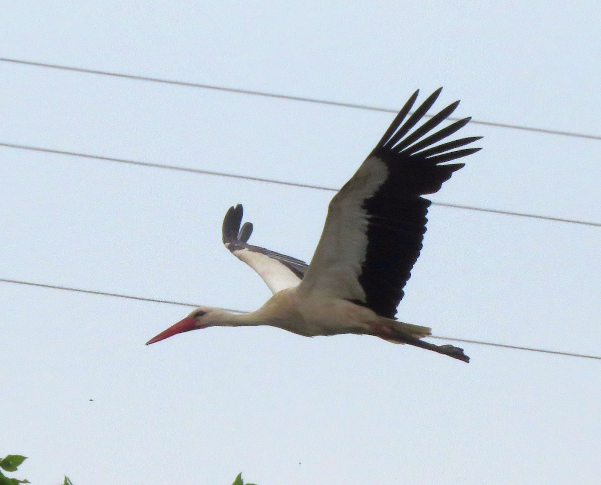 White Stork - ML581963741