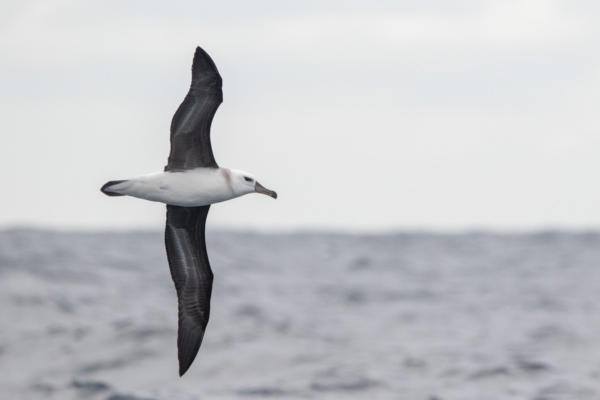 Black-browed Albatross (Black-browed) - ML581964031