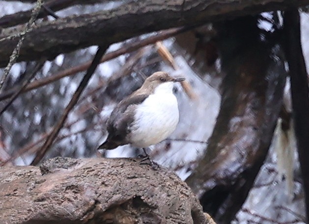 White-throated Dipper - ML581964261