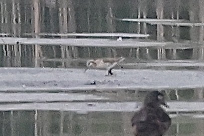 Phalarope de Wilson - ML581964561