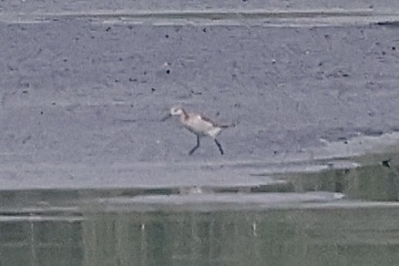 Phalarope de Wilson - ML581964571