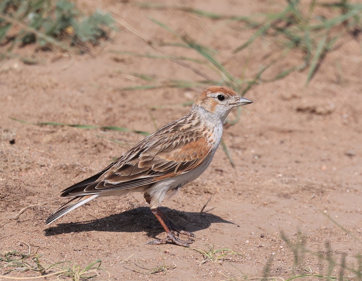 White-winged Lark - Steve Parrish