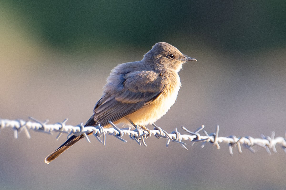 Say's Phoebe - ML581966231