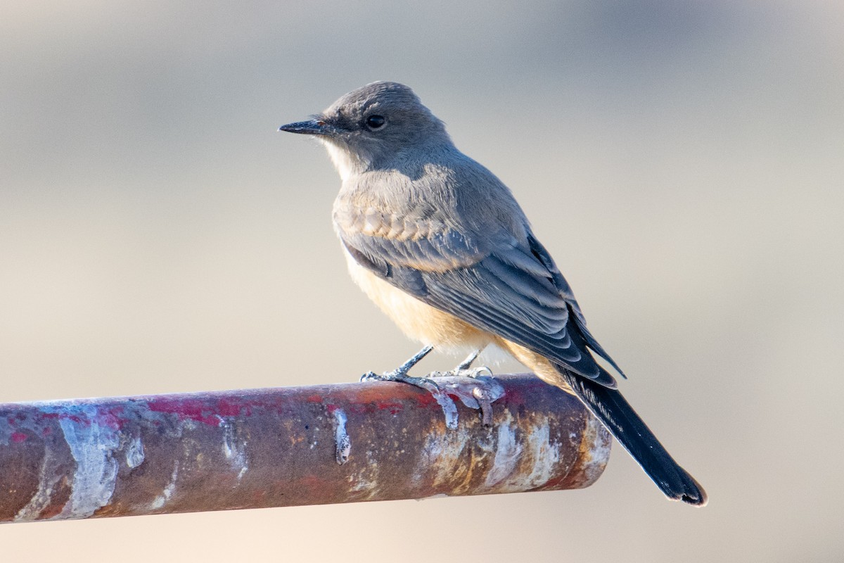 Say's Phoebe - ML581966281