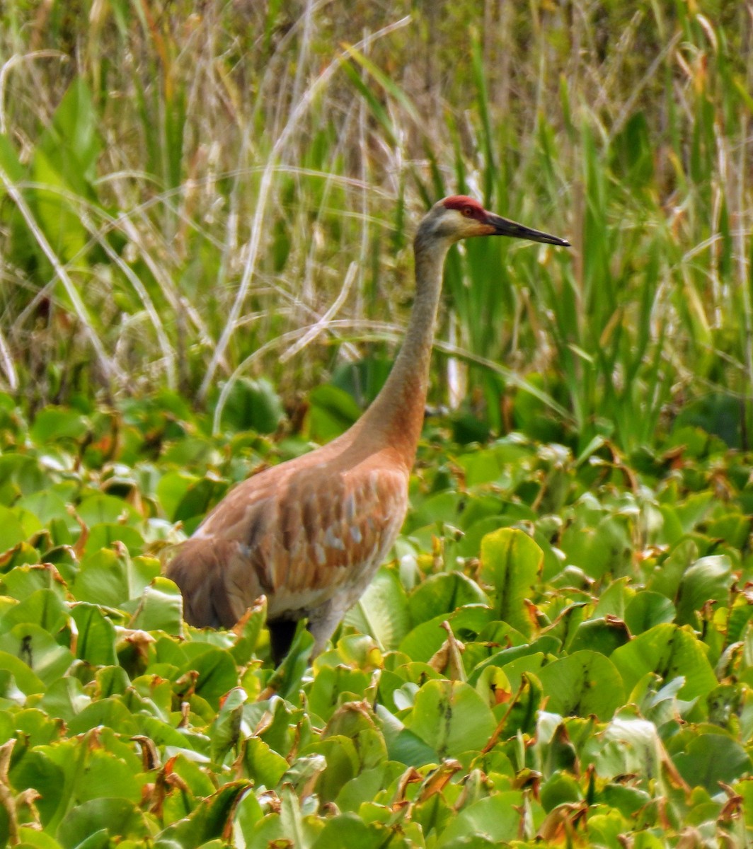 Sandhill Crane - ML581966861