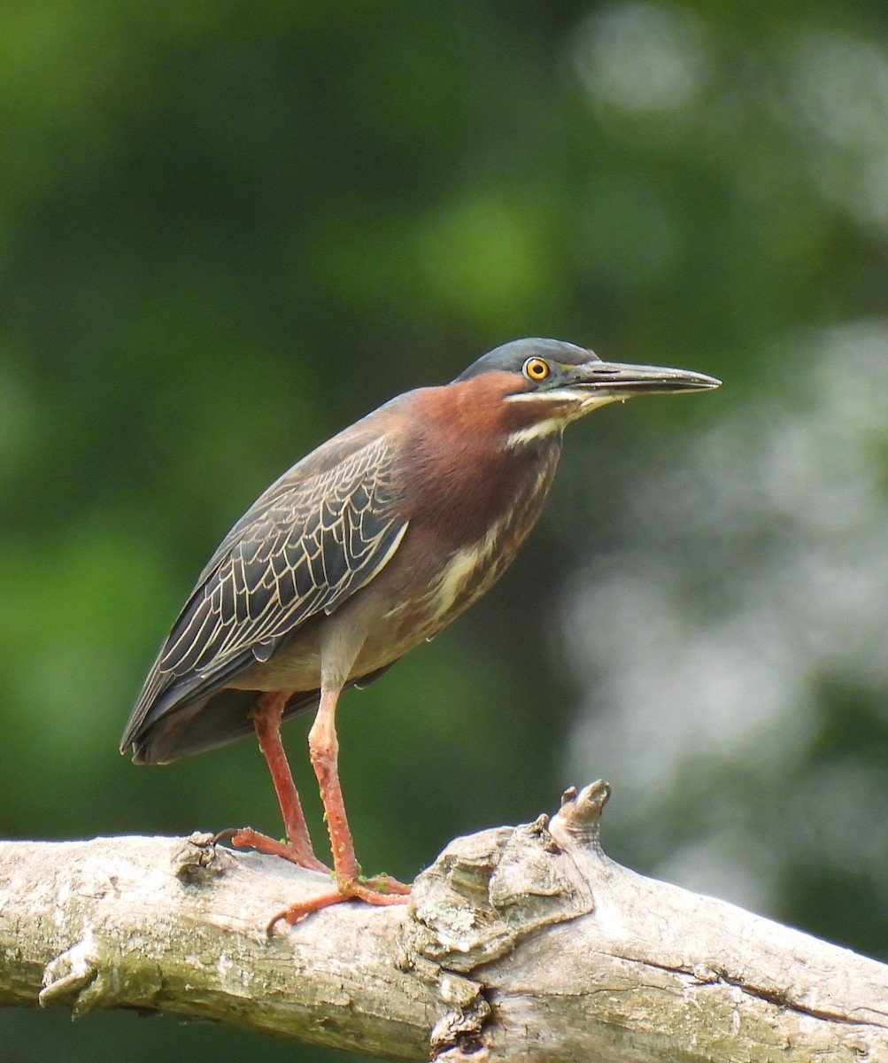 Green Heron - ML581966881