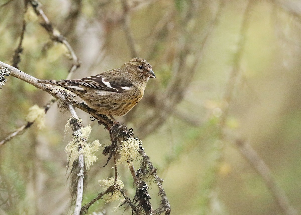 White-winged Crossbill - ML581967481