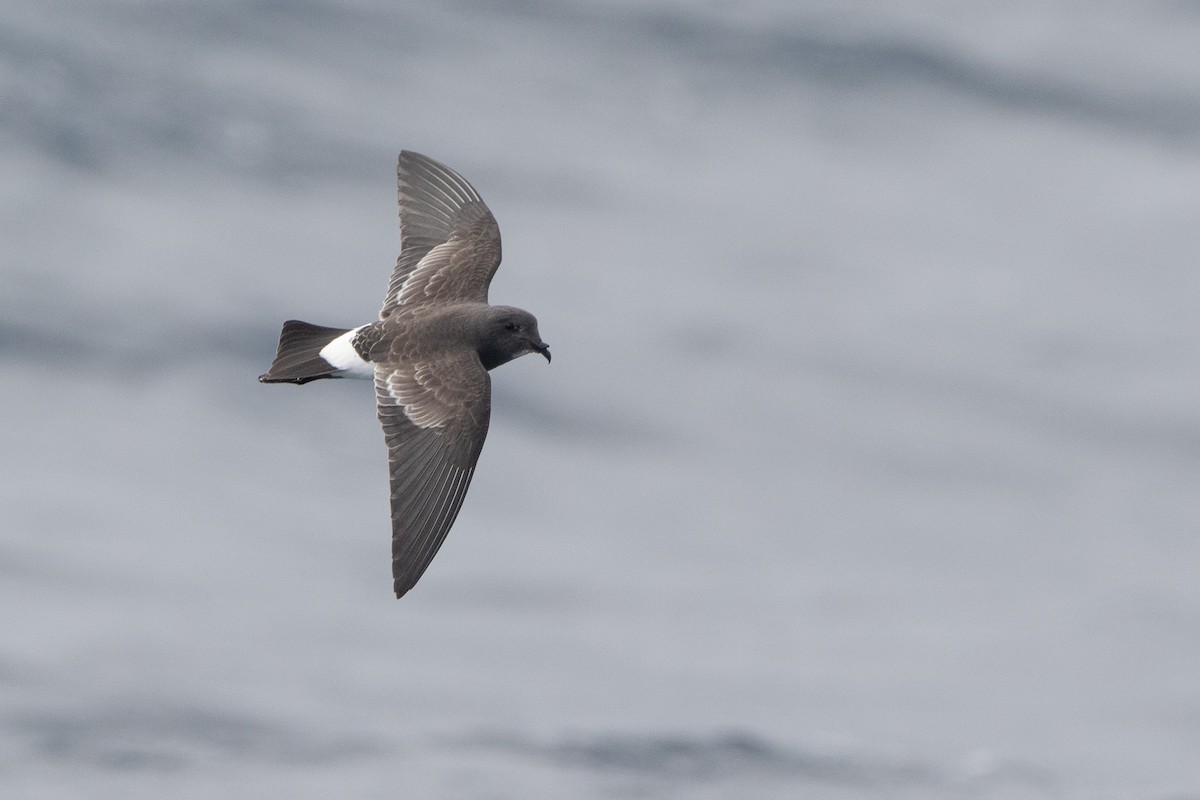 Black-bellied Storm-Petrel - ML581967511