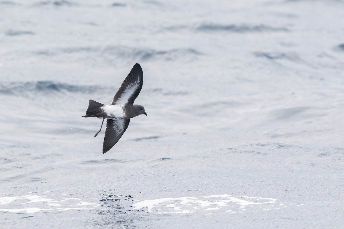 Black-bellied Storm-Petrel - ML581967521