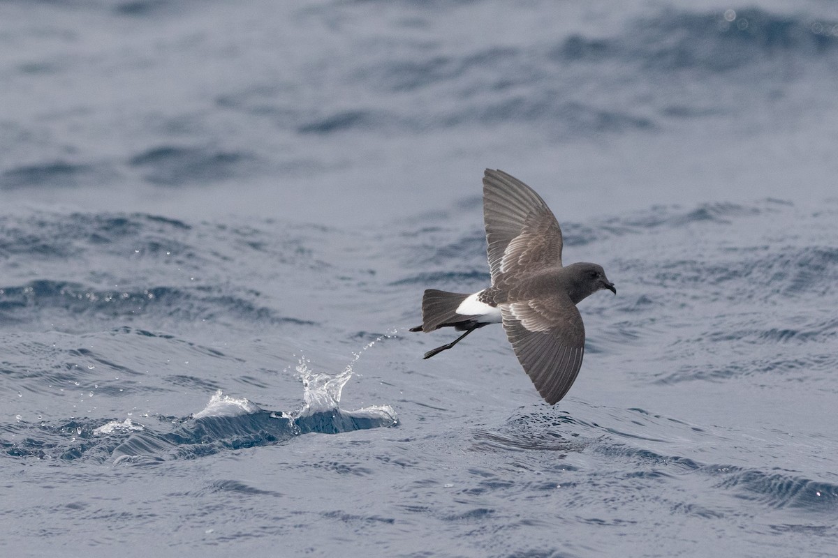 Black-bellied Storm-Petrel - ML581967531