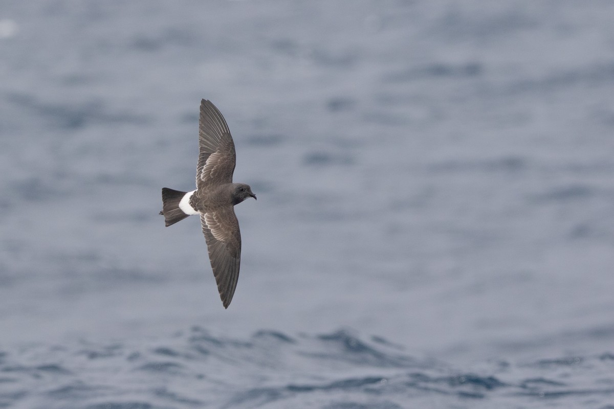 Black-bellied Storm-Petrel - ML581967541