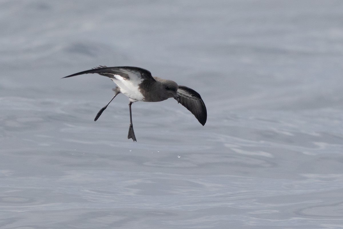 Black-bellied Storm-Petrel - ML581967551