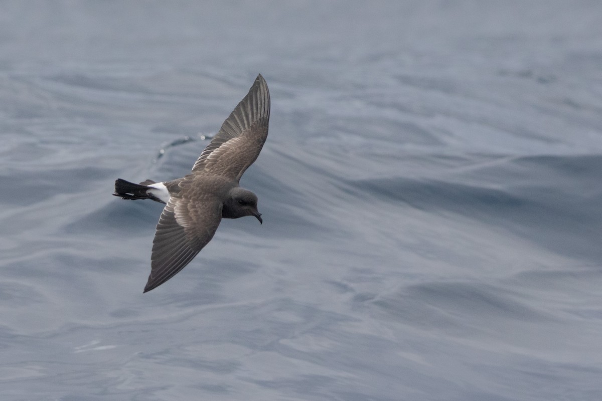 Black-bellied Storm-Petrel - ML581967561