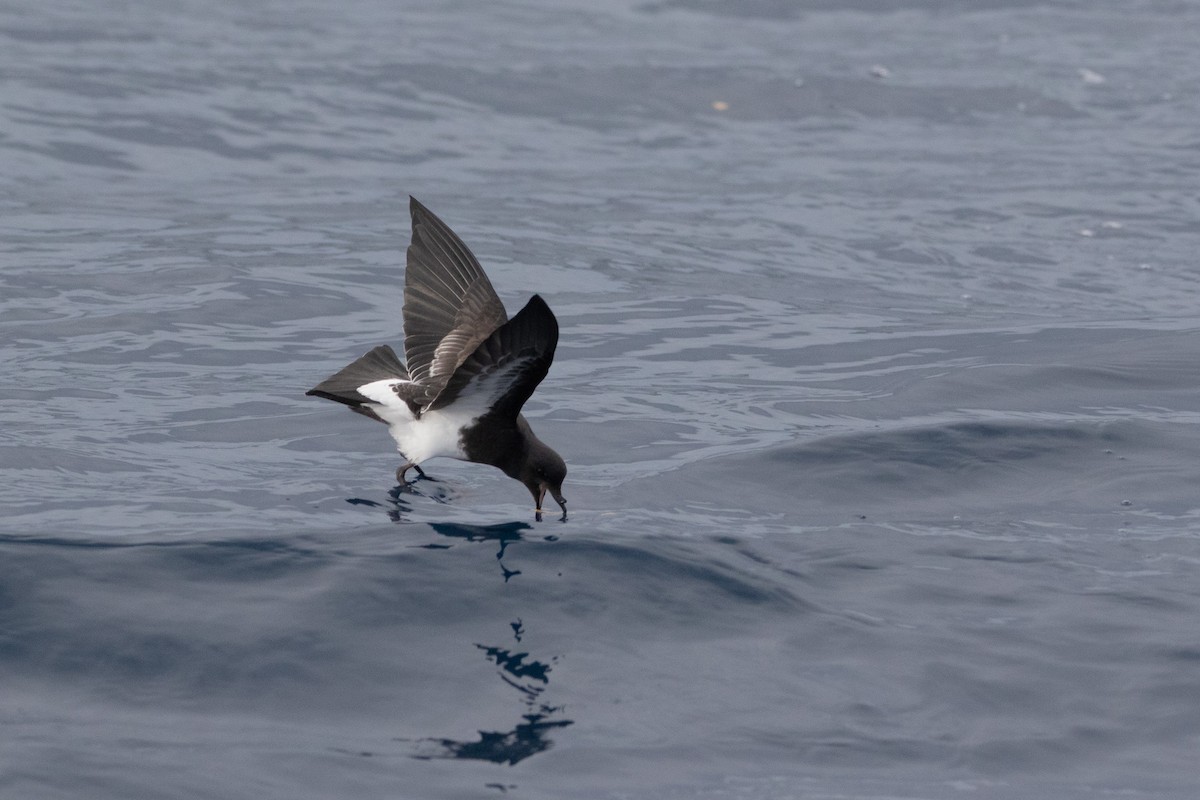 Black-bellied Storm-Petrel - ML581967571