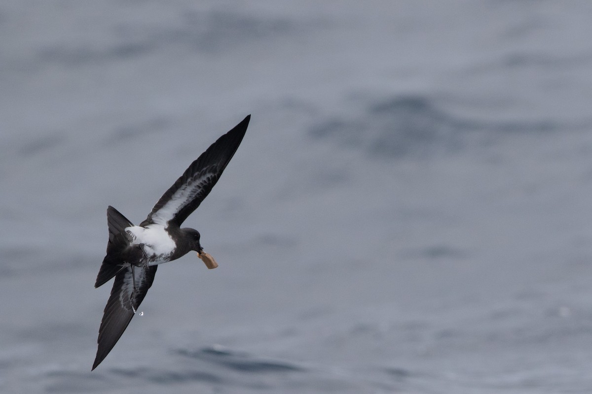 Black-bellied Storm-Petrel - ML581967581