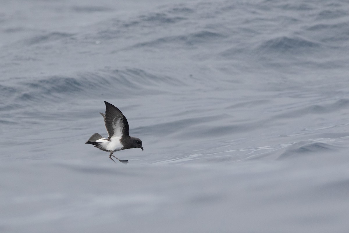 Black-bellied Storm-Petrel - ML581967591