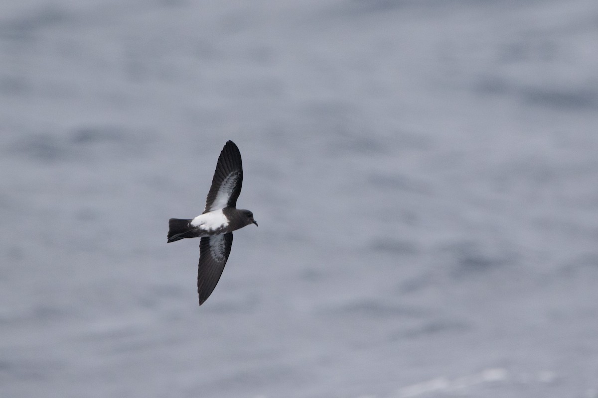 Black-bellied Storm-Petrel - ML581967601