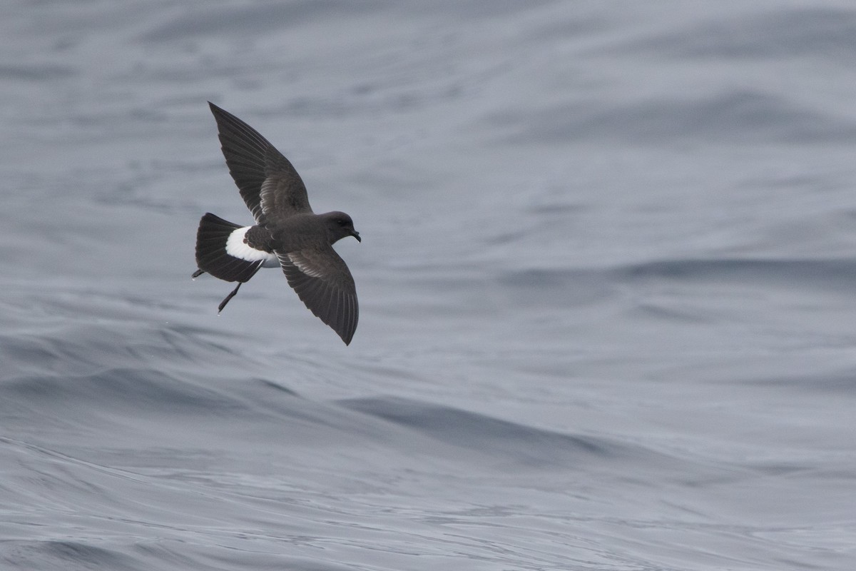 Black-bellied Storm-Petrel - ML581967611
