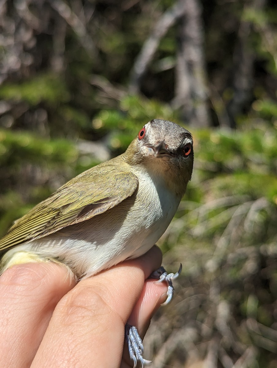 Red-eyed Vireo - ML581967931