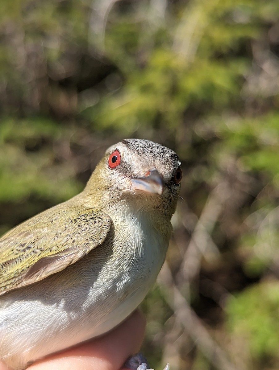 Rotaugenvireo - ML581967941