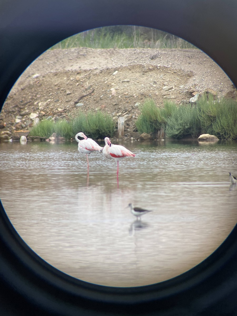 Greater Flamingo - ML581968501